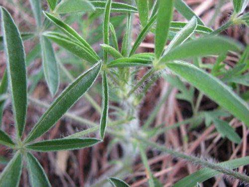 Prairie Turnip (Psoralea esculenta)