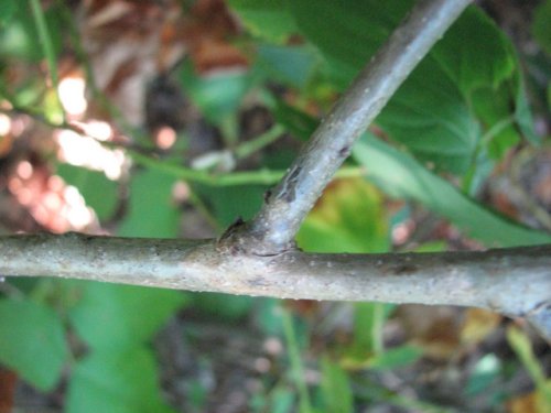 White Oak (Quercus alba)