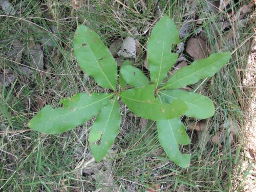 Shingle Oak (Quercus imbricaria)