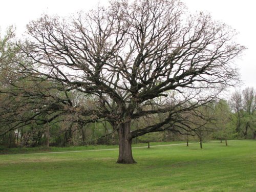 Bur Oak (Quercus macrocarpa)