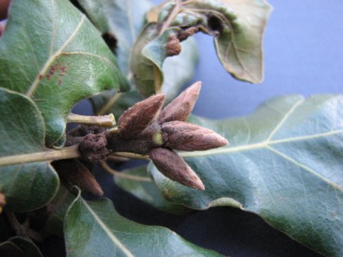 Black Jack Oak (Quercus marilandica)