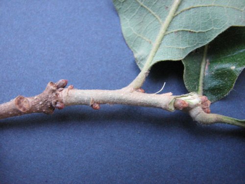 Post Oak (Quercus stellata)