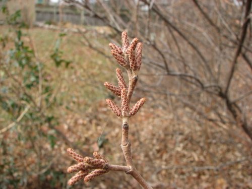 Aromatic Sumac (Rhus aromatica)