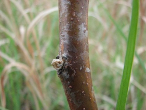 Smooth Sumac (Rhus glabra)