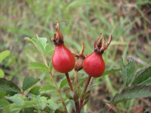 Prairie Rose (Rosa arkansana)