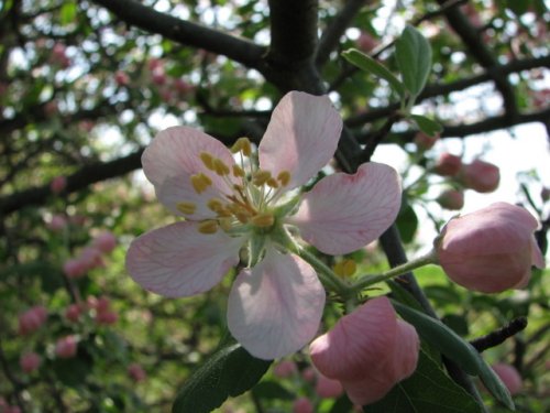 Prairie Crabapple (Malus ioensis)