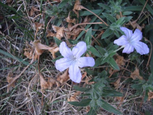 Prairie Petunia (Ruellia humilis)