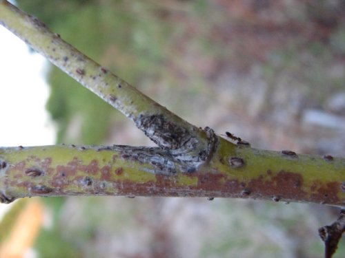 Sandbar Willow (Salix exigua)