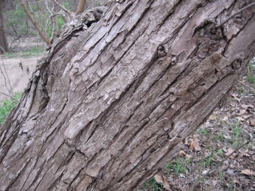 Black Willow (Salix nigra)