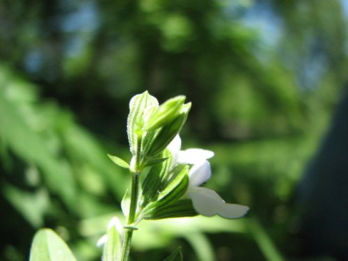 Lanceleaf Sage (Salvia reflexa)