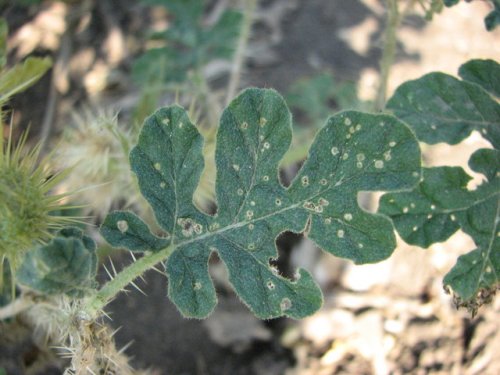 Buffalobur Nightshade (Solanum rostratum)