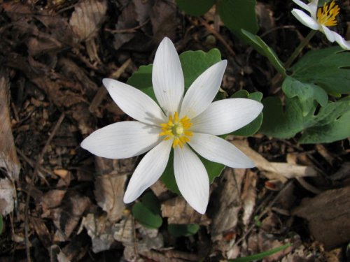 Bloodroot (Sanguinaria canadensis)