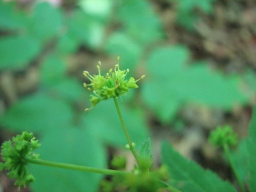 Fragrant Sanicle (Sanicula odorata)