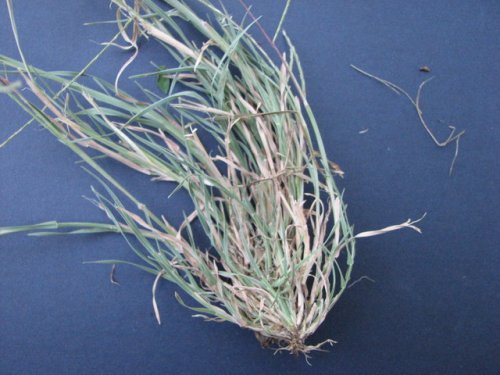 Tumblegrass (Schedonnardus paniculatus)