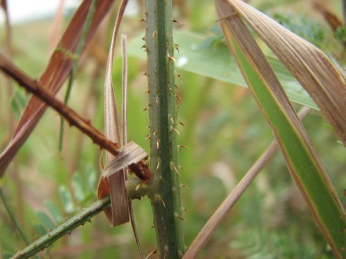 Sensitive Briar (Schrankia nuttalli)