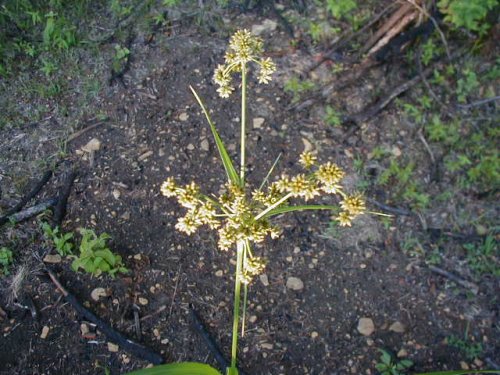 Green Bulrush (Scirpus atrovirens)