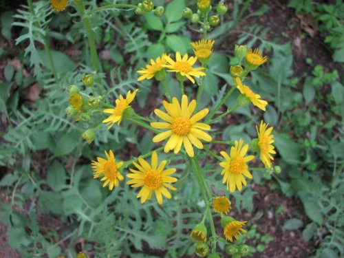 Plant ID Guide:Prairie Ragwort (Packera plattensis) - Kansas Native Plants