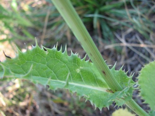 Prickly sow thistle (Sonchus asper)