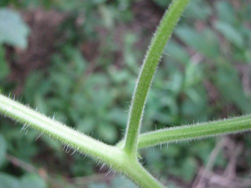 Bur Cucumber (Sicyos angulatus)