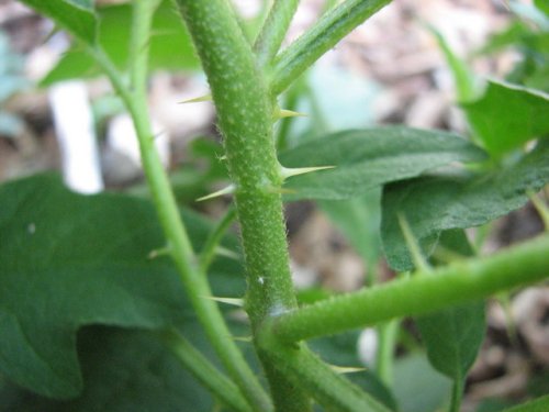 Carolina Horse Nettle (Solanum carolinense)