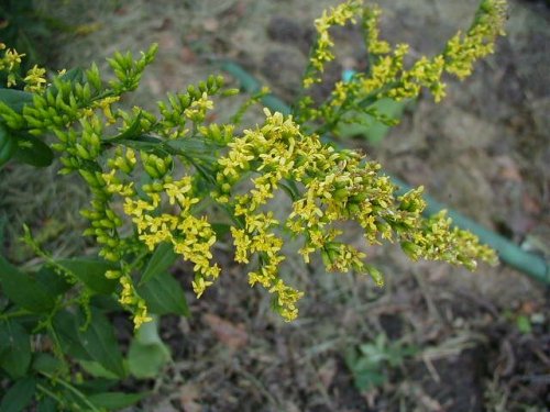 Elmleaf Goldenrod (Solidago ulmifolia)