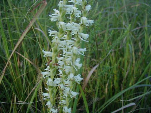 Spring Lady's Tresses (Spiranthes vernalis)