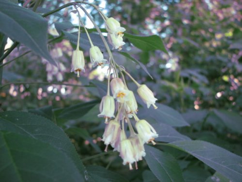 Bladdernut (Staphylea trifolia)