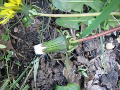 Common Dandelion (Taraxacum officinale)