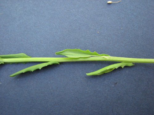 Field Pennycress (Thlaspi arvense)