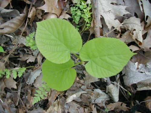 American Basswood (Tilia americana)