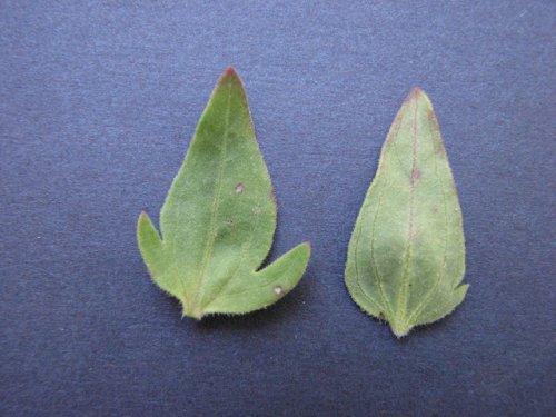 Earleaf Foxglove (Tomanthera auriculata)