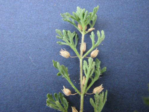 Narrowleaf Paleseed (Leucospora multifida)