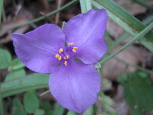 Bracted Spiderwort (Tradescantia bracteata)