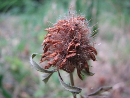 Red Clover (Trifolium pratense)