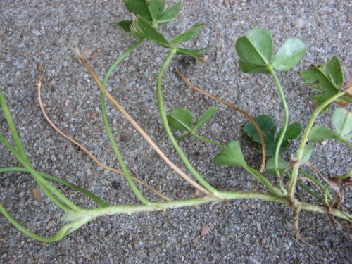 White Clover (Trifolium repens)