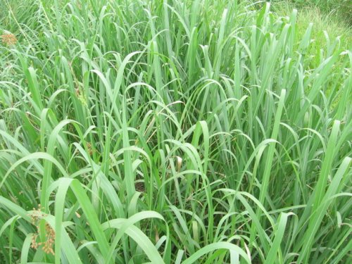 Gama Grass (Tripsacum dactyloides)