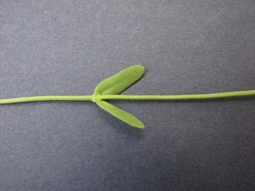 Beaked Cornsalad (Valerianella radiata)