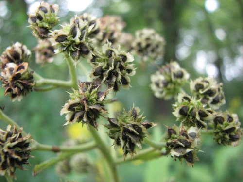 Wingstem (Verbesina alternifolia)