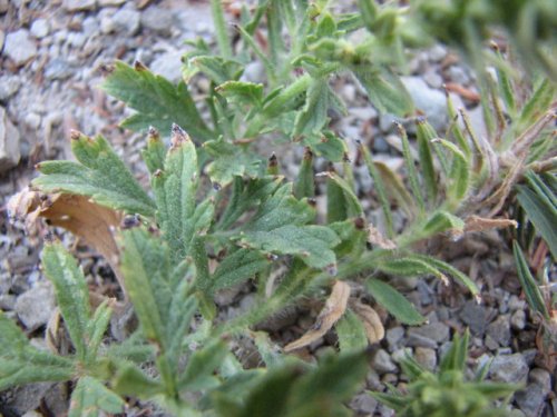 Bigbract Verbena (Verbena bracteata)