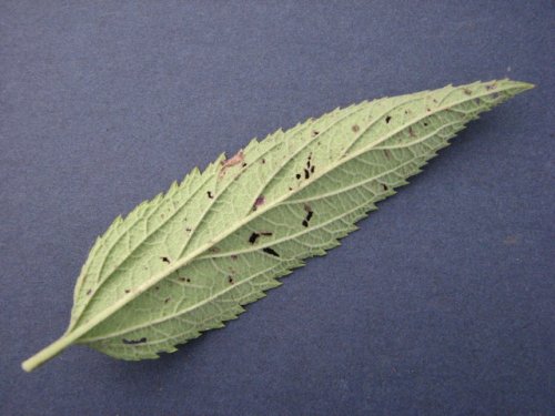 Blue Verbena (Verbena hastata)