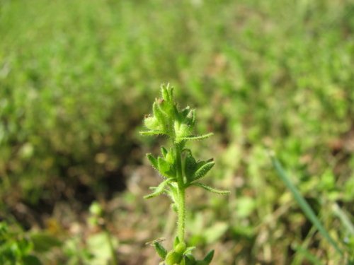 Corn Speedwell (Veronica arvensis)