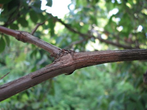 Grayback Grape (Vitis cinerea)