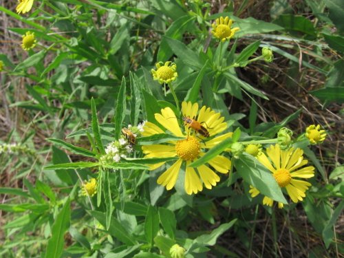 Sneezeweed (Helenium autumnale)