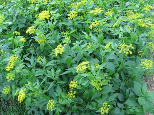 Golden Alexanders (Zizia aurea)