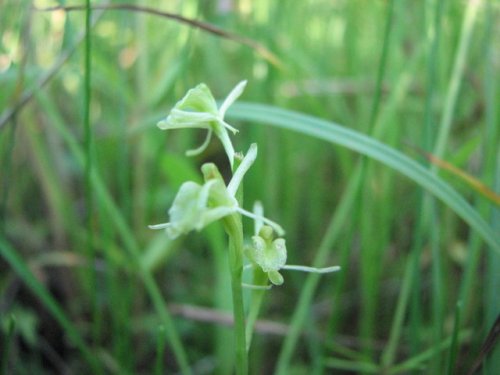 Loesel's twayblade (Liparis loeselii)