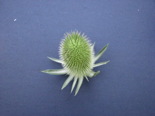 Cut Leaf Teasel (Dipsacus laciniatus)