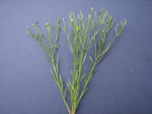 Prairie Broomweed (Amphiachyris dracunculoides)