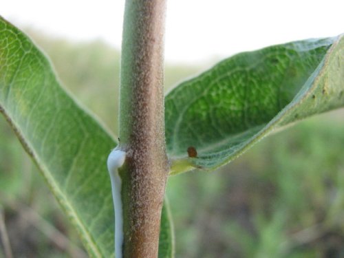 Green Milkweed (Asclepias viridiflora)