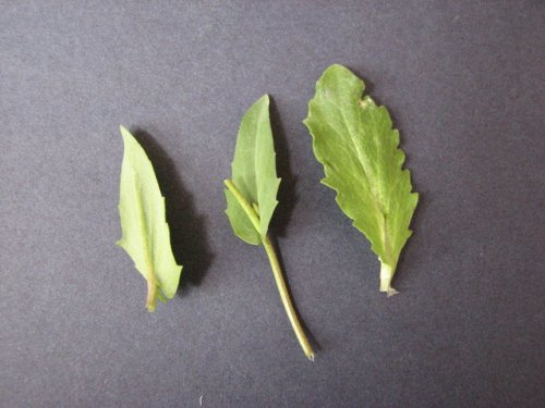 clasping-leaf pepper-grass (Lepidium perfoliatum)