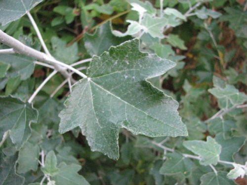 White Poplar (Populus alba)